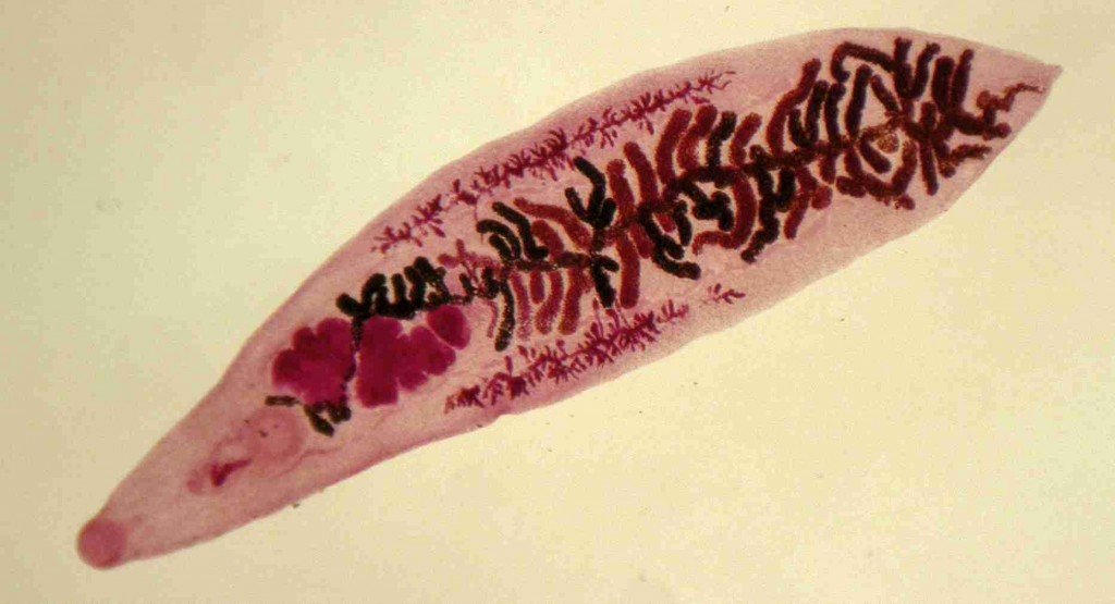 Dicrocoelium Dendriticum